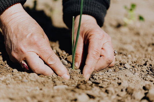 Alimentation biologique : les impacts sur nos vies